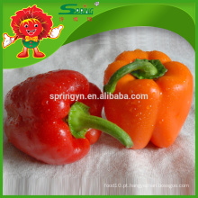 New Crop Fresh Capsicum Bom Preço top grade colorido tipo